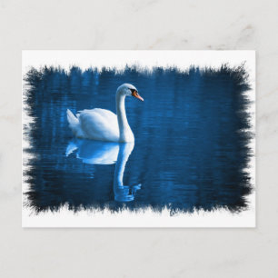 Mute Swan Postcard Postkarte