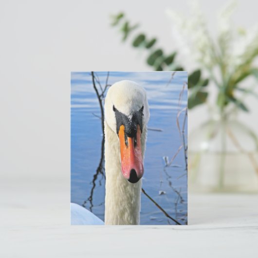 Mute Swan Postkarte (Stehend Vorderseite)