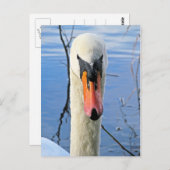 Mute Swan Postkarte (Vorne/Hinten)