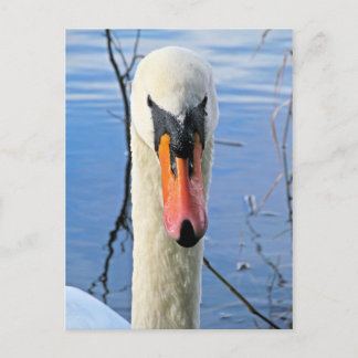 Mute Swan Postkarte