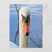 Mute Swan Postkarte (Vorderseite)