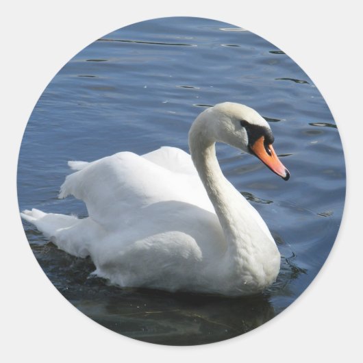 Mute Swan Sticker (Vorderseite)