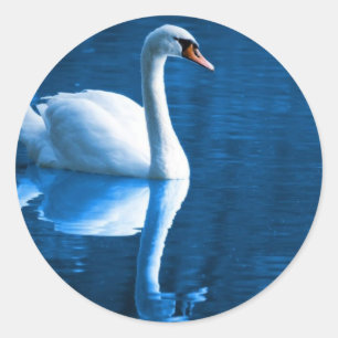 Mute Swan Stickers