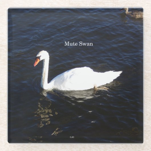 Mute Swan Untersetzer (Vorderseite)