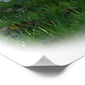 Mute Swans 9Y098D-012 Poster (Ecke)