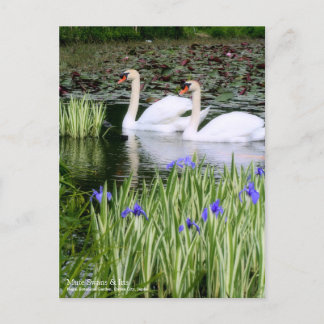 Mute Swans & Iris: Postkarte