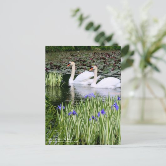 Mute Swans & Iris: Postkarte (Stehend Vorderseite)