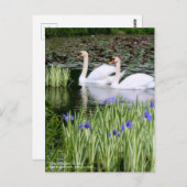 Mute Swans & Iris: Postkarte (Vorne/Hinten)