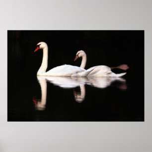 Mute Swans Poster