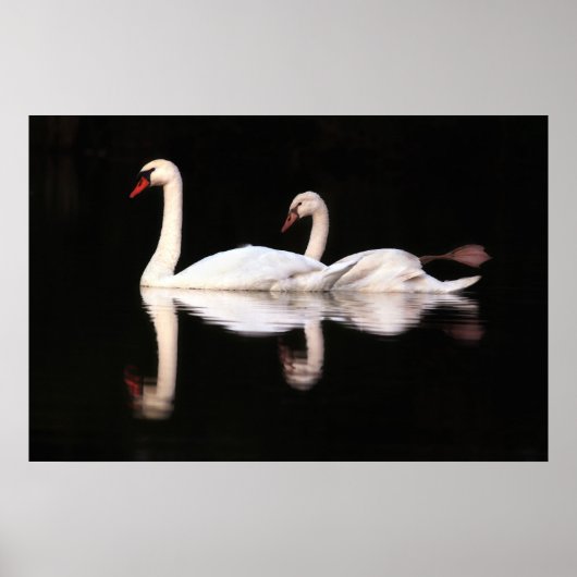 Mute Swans Poster (Vorne)