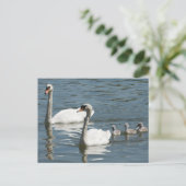 Mute Swans und Entenlings Postkarte (Stehend Vorderseite)