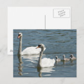 Mute Swans und Entenlings Postkarte (Vorne/Hinten)