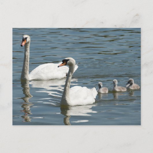 Mute Swans und Entenlings Postkarte (Vorderseite)