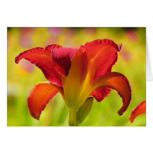 Mutige Lilie - Taglilie