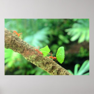 Mutige vibrierende lustige Leafcutter Ameisen in Poster
