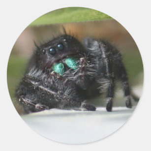 Mutiger Pullover-Spinnen-Aufkleber Runder Aufkleber