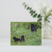 Mutter Bären & Cubs Wildlife Postkarte (Stehend Vorderseite)