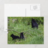Mutter Bären & Cubs Wildlife Postkarte (Vorne/Hinten)