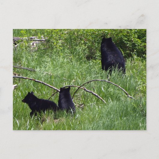 Mutter Bären & Cubs Wildlife Postkarte (Vorderseite)