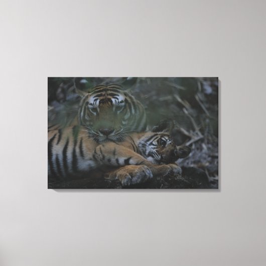 Mutter Bengalisch Tiger mit Cube Leinwanddruck (Vorderseite)