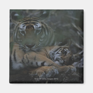 Mutter Bengalisch Tiger mit Cube Magnet