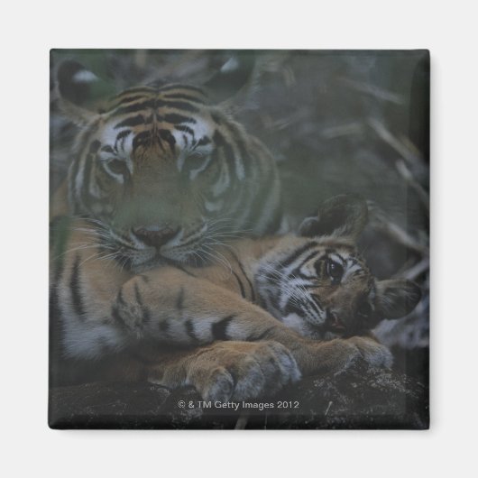 Mutter Bengalisch Tiger mit Cube Magnet (Vorne)