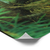 Mutter Bird Fütternd Hungerbaby Birds Poster (Ecke)