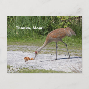 Mutter Bird und Baby Bird Sandhill Cranes Postkarte