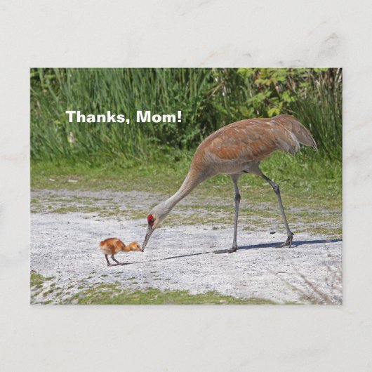 Mutter Bird und Baby Bird Sandhill Cranes Postkarte (Vorderseite)