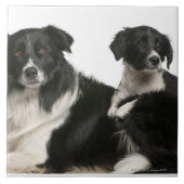 Mutter-Border-Collie und -welpe Fliese (Vorderseite)