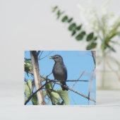 Mutter Catbird Gathers Berries zu ihrem Füttre Bab Postkarte (Stehend Vorderseite)