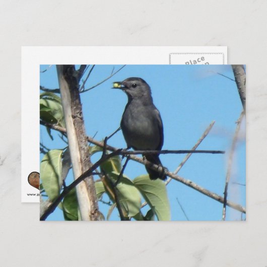 Mutter Catbird Gathers Berries zu ihrem Füttre Bab Postkarte (Vorne/Hinten)