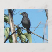 Mutter Catbird Gathers Berries zu ihrem Füttre Bab Postkarte (Vorderseite)