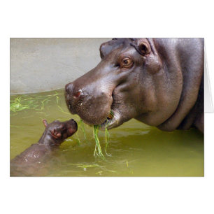 Mutter-Flusspferd, das kleines Baby-Flusspferd im