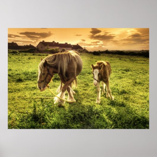 Mutter & Foal Pferd Poster (Vorne)