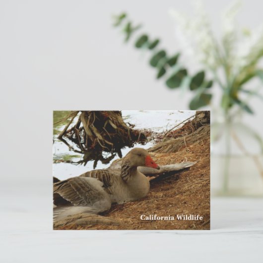 Mutter Gänse Postkarte (Stehend Vorderseite)