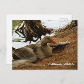 Mutter Gänse Postkarte (Vorne/Hinten)