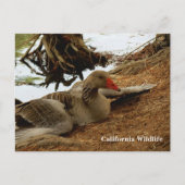 Mutter Gänse Postkarte (Vorderseite)