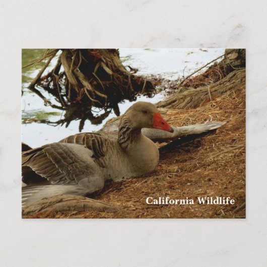 Mutter Gänse Postkarte (Vorderseite)