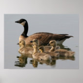 Mutter Gänse und ihre Goslings Poster (Vorne)