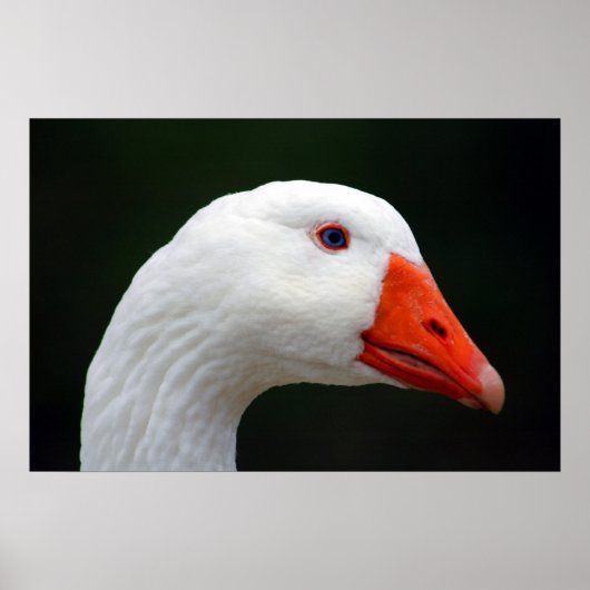 Mutter Goose Poster (Vorne)