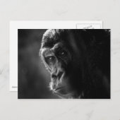 Mutter Gorilla Postcard Postkarte (Vorne/Hinten)