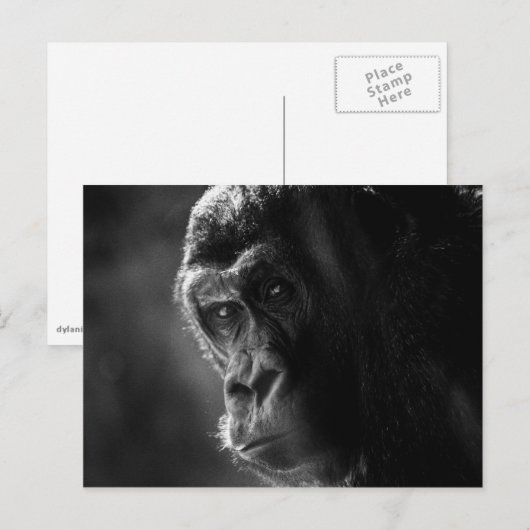 Mutter Gorilla Postcard Postkarte (Vorne/Hinten)