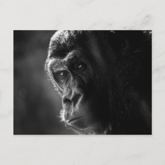 Mutter Gorilla Postcard Postkarte