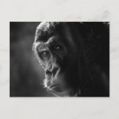 Mutter Gorilla Postcard Postkarte (Vorderseite)