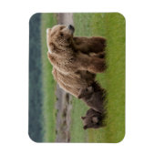 Mutter Grizzly Bär mit Twin Cubs Magnet (Vertikal)