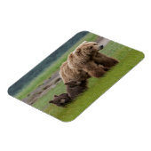 Mutter Grizzly Bär mit Twin Cubs Magnet (Linke Seite)