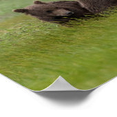 Mutter Grizzly Bär mit Twin Cubs Poster (Ecke)