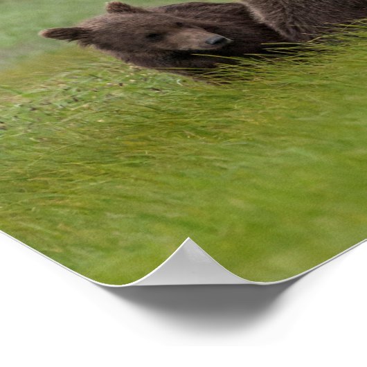 Mutter Grizzly Bär mit Twin Cubs Poster (Ecke)