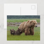 Mutter Grizzly Bär mit Twin Cubs Postkarte (Vorne/Hinten)